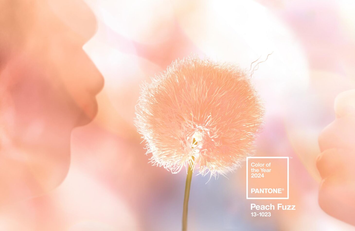 Peach Fuzz ist die Farbe 2024